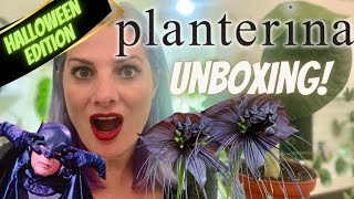 UNBOXING Rare Halloween Plants from PLANTERINAThe Bat Flower🦇 [upl. by Oidgime]