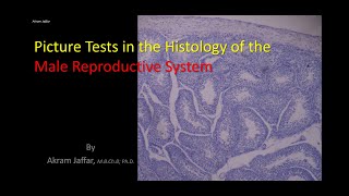 Picture tests in histology reproductive system  male [upl. by Arlina696]