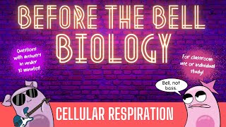 Cellular Respiration Before the Bell Biology [upl. by Gneh]