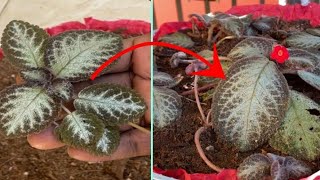 how to easily propagate episcia cupreata hanst plants by runners episcia [upl. by Nealy]