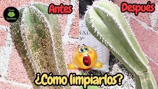 ¿Tu cactus se llenó de cochinilla😲🌵 [upl. by Schear]