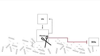 Fibrinolysis [upl. by Lanna]