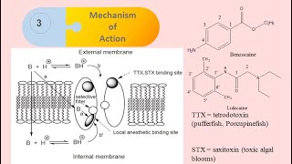 Medicinal Chemistry Local Anesthetics PartIII Mechanism of Action [upl. by Livy]