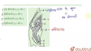 दिए गये चित्र में बीज के प्रकार को पहचानिए और बीजपत्र cotyledon अधिकारक epiblast और बीजपत् [upl. by Elias]