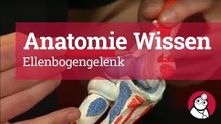 AnatomieWissen Ellenbogengelenk [upl. by Oivalf]