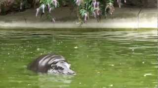 Hippo attacks duck and ducklings [upl. by Yauqaj]