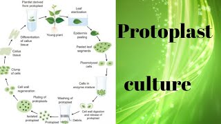 Protoplast culture for BSc 3rd year [upl. by Mitchel999]