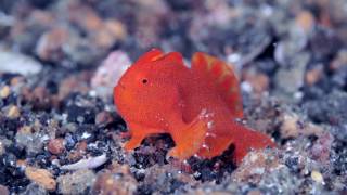 １cmほどの小さなカエルアンコウ。歩くだけでかわいい！ Walking of the very small frogfish [upl. by Graniah]