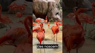 Por que os Flamingos são rosados viral curiosidades animais flamingo natureza aves shorts [upl. by Rosemarie]