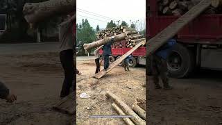 Process Of Manually Shoulders Carrying To Load Wood [upl. by Dazraf459]