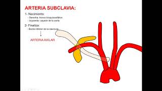 Relaciones de la arteria subclavia [upl. by Wernda]