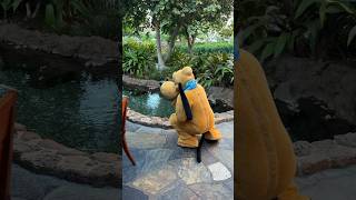 PLUTO BEING A GOOD DOG at Aulani a Disney Resort and Spa [upl. by Trebmer]