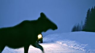 VILTVARNING  om älgolyckor i trafikenwwwwildlifefilmcom [upl. by Erline]