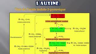 Les Phytohormones Croissance et développement des plantes Cours S5 bien expliqué 24 [upl. by Berne]