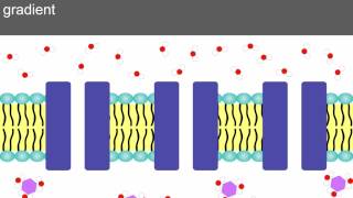 AS level D2 Osmosis and water potential Ms Cooper [upl. by Conlin]