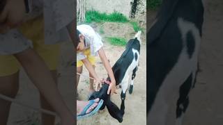 Main Bakri ke bacche ko khila rahi huncomedy [upl. by Althea11]