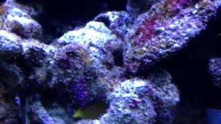 Vermetid snails and Spionid worms common all over live rock in a reef aquarium [upl. by Rebekkah]