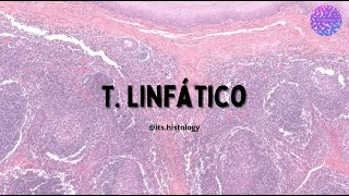 Histología del Sistema Linfático  itshistology [upl. by Giark773]