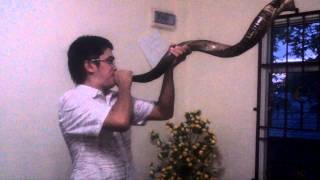 PsMatius LimBAGAIMANA MENIUP SHOFAR [upl. by Ettezoj]