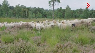 Schapenbegrazing Ossendrechtse Duinen [upl. by Hardi274]