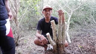 Hunting bahan bonsai rukem Flacourtia Indica [upl. by Anaek]