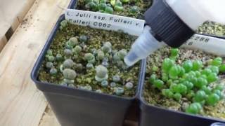 How I Water My Lithop Seedlings [upl. by Drucy808]