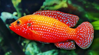 Top 10 Colorful Freshwater Aquarium Fish [upl. by Neufer]