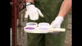 Performing a California Mastitis Test [upl. by Sellig496]