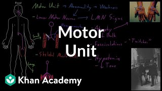 Motor unit  Organ Systems  MCAT  Khan Academy [upl. by Melloney123]