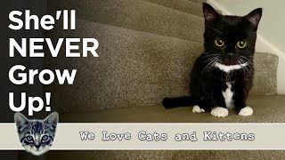 This Cat Will Never Get Bigger Than A Kitten But She Will Steal Your Heart [upl. by Annait]