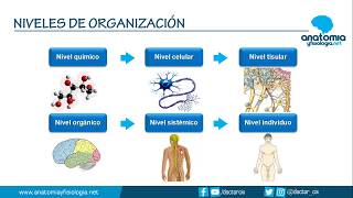 NIVELES DE ORGANIZACIÓN CORPORAL  Resúmenes de Anatomía y Fisiología [upl. by Anaela564]