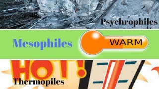 Thermophiles Mesophiles Psychrophiles  How to Study Microbiology [upl. by Dutchman869]