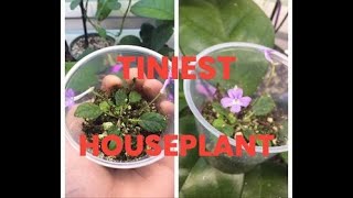 Smallest Houseplant Sinningia pusilla [upl. by Ahseyd484]