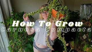 How To Grow amp Care for All Hoya Carnosa Compacta Variegata [upl. by Laerdna]