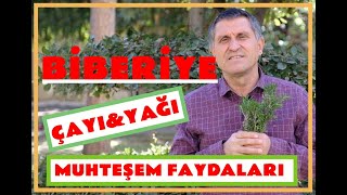 BİBERİYE FAYDALARI I ROSMARİN I ROZMARİN I ROSEMARY ÇAYI NASIL DEMLENİR [upl. by Maidie844]