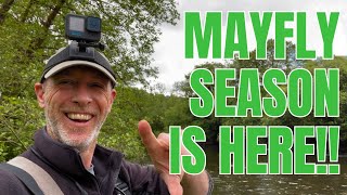 Fly Fishing for Wild Brown Trout using the Mayfly IN MAY [upl. by Nager]