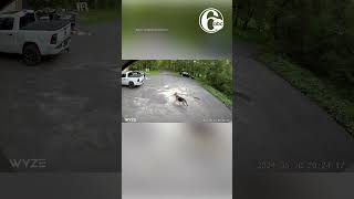 No one was injured after a bear chased dog down Minnesota driveway [upl. by Nosnehpets]