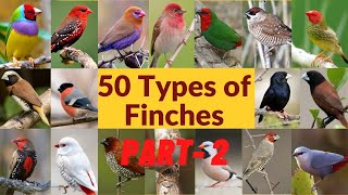 50 Types of finches Finch bird varieties 50 Types of finches with names Part  2 [upl. by Ritch138]