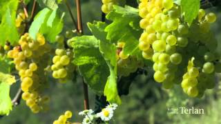 Pinot Bianco [upl. by Francie982]