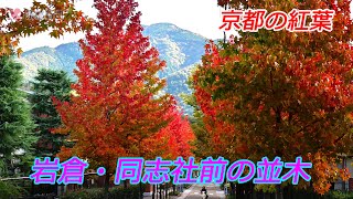 【京都の紅葉】京都・岩倉 同志社前の並木ほか（2024年11月6日 京都市左京区）Autumn leaves along the treelined street in Iwakura Kyoto [upl. by Varin]