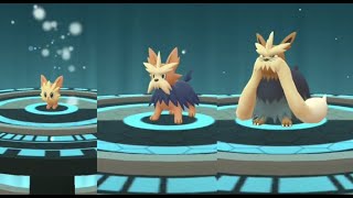 Lillipup evolution into Herdier and Stoutland in Pokemon GO  Trainer Ari [upl. by Enylekcaj426]