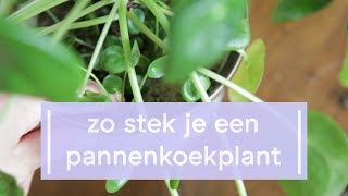 Pannenkoekplant Stekken  Super Groene Vingers [upl. by Nalad]