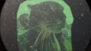 exclusive deepsea catfish footage released [upl. by Elamef287]