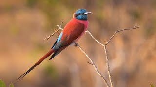 Northern Carmine Beeeater in Kenya [upl. by Anihsit]