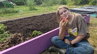 How To Build A Strawberry Bed For Beginners [upl. by Howlyn]