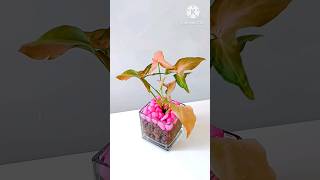 shorts  Syngonium Plant DIY syngonium diy [upl. by Naujtna]