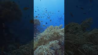 tubbataha reef [upl. by Sauers]