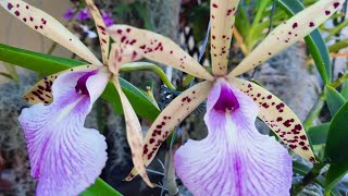 Bc Hippodamia Brassavola nodosa x Cattleya aclandiae shorts orchidnewbee8786 [upl. by Kayla88]