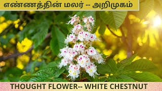 மலர் மருத்துவம்  WHITE CHESTNUT 32nd REMEDY  DRBACH FLOWER REMEDY 1 [upl. by Pudendas298]