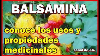 BALSAMINA conoce los usos y propiedades medicinales [upl. by Nairret156]